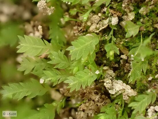 Schistostega pennata